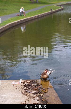 Eine männliche Ente oder Drake an Land trocknen und Pflege mit Funkfernsteuerung Bastler arbeiten auf seiner Skala Boot. Stockfoto