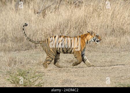 Weibliche Bengal Tiger (Panthera tigris tigris) läuft, Andhari Tadoba Tiger Reserve, Maharashtra, Indien Stockfoto