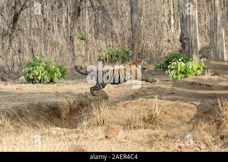 Weibliche Bengal Tiger (Panthera tigris tigris) springen, Andhari Tadoba Tiger Reserve, Maharashtra, Indien Stockfoto