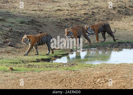 Weibliche Bengal Tiger (Panthera tigris tigris) und zwei Sub nach Tiger an einem Wasser Teich, Andhari Tadoba Tiger Reserve, Maharashtra, Indien Stockfoto