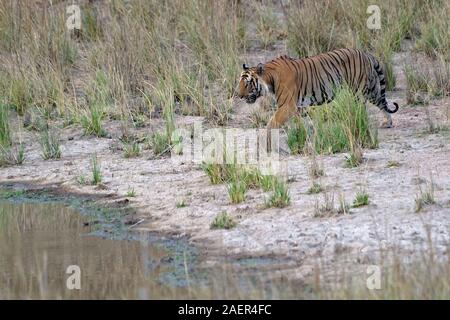 Männlich Bengal Tiger (Panthera tigris tigris) Annäherung an einen Teich, Bandhavgarh Nationalpark, Madhya Pradesh, Indien Stockfoto