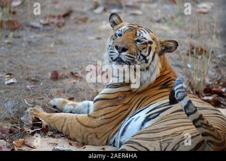 Männlich Bengal Tiger (Panthera tigris tigris) ausruhen, Bandhavgarh Nationalpark, Madhya Pradesh, Indien Stockfoto