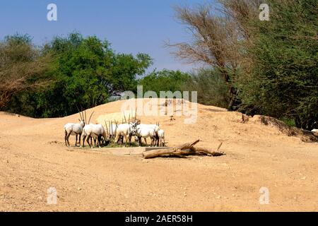 Herde von arabischen Oryx im Zoo. Arabische Antilopen in ihrem natürlichen Lebensraum. Stockfoto