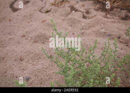 Saftige plan ts von Kali turgidum auf dem Sand Stockfoto