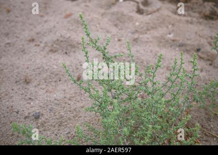 Saftige plan ts von Kali turgidum auf dem Sand Stockfoto