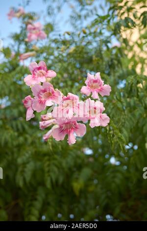 Der Podranea ricasoliana rosa Blütenstand, Kletterer Anlage Stockfoto
