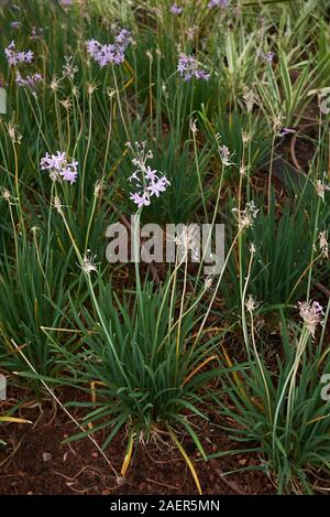 Tulbaghia violacea Pflanzen mit violetten Blüten Stockfoto