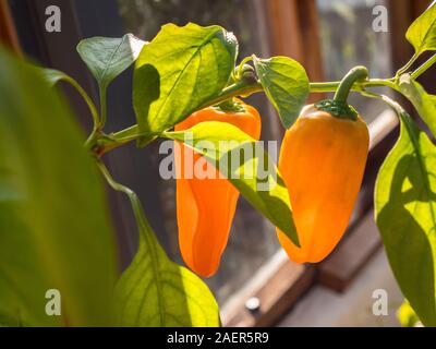 Gewächshaus Chilis capsicum annum im Hausgarten durch sonnige offene traditionelle Haus hölzerne Gewächshaus Fenster close-up Surrey UK angesehen Stockfoto