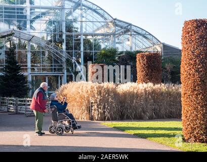 Deaktiviert Pflegeperson reifes Paar in Wisley Gartenbau Gärten, mit Ehemann Pflegeperson an Frau im Rollstuhl, der einen Garten Foto im späten Winter Sonne Dekorative Gräser Miscanthus sinensis 'Herbst' Gras Maiden... Sonnige Herbst Garten beleuchtete Glasshouse im Hintergrund Surrey UK Stockfoto