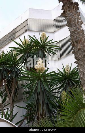 Yucca gigantea in voller Blüte Stockfoto