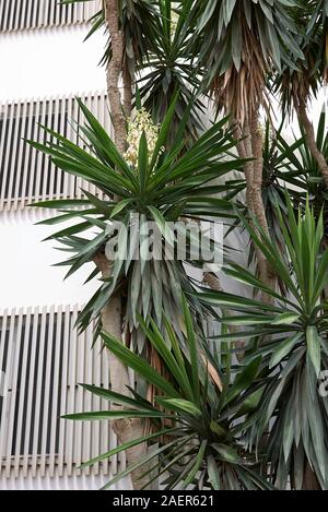 Yucca gigantea in voller Blüte Stockfoto