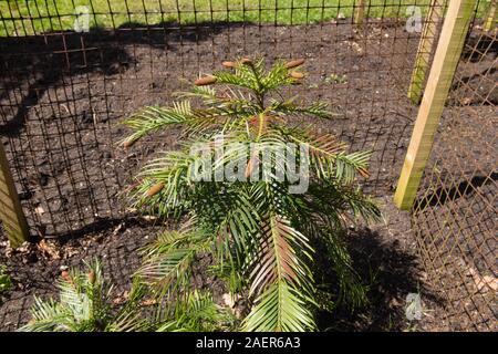 Immergrüne Nadelbaum Wollemi Pine Tree (Wollemia nobilis) in einem Garten mit einem strahlend blauen Himmel Hintergrund Stockfoto