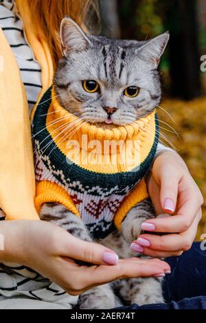 Überrascht Katze mit großen Augen in einem Pullover sitzt auf die Hände des Mädchens, das im Herbst Park und Zunge Stockfoto