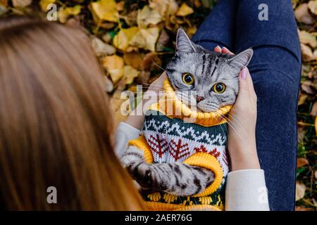 Überrascht Katze mit großen Augen in einem Pullover liegt auf dem Rücken in die Arme eines Mädchens in einem Herbst Park. Stockfoto