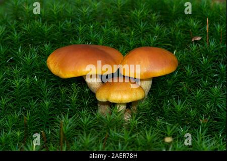 Gruppe von drei Schuppige Rustgill Pilze wachsen in Moss Stockfoto