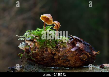 Kleine Pilze, wahrscheinlich Conifere Caps, wachsen auf den Kegel einer Fichte Stockfoto