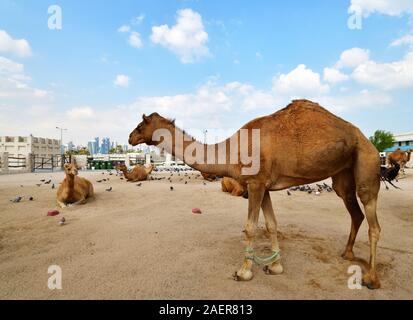 Kamele in Doha, Katar, Stockfoto