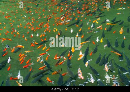 Viele schöne Karpfen Fische schwimmen auf der Wasseroberfläche Stockfoto