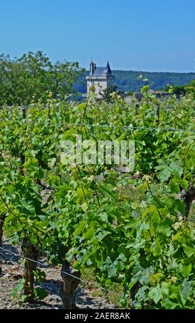 Chinon Weinberg, Indre-et-Loire, Frankreich Stockfoto