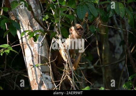 White fronted Kapuziner im Dschungel, Amazonas, Brasilien. Stockfoto