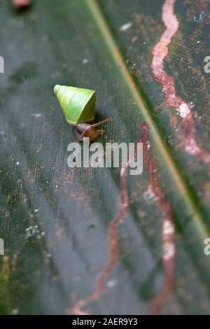 Sri Lanka grüne Schnecke (Beddomea albizonatus) Stockfoto