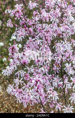 Magnolia stellata Rosea Baum rosa Blüten Stockfoto