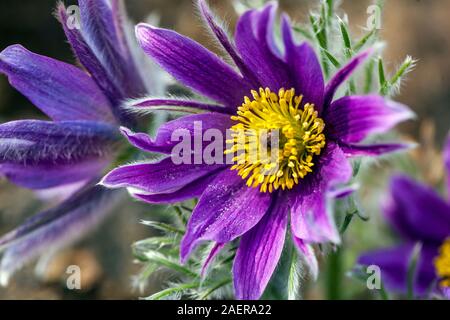 Purple Pulsatilla vulgaris Papageno Aprilblume blüht Stockfoto