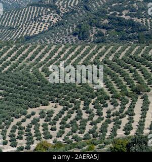 Erhöhten Blick auf Olivenbäume pflanzen wachsen auf Hügel, La Iruela, Provinz Jaen, Spanien Stockfoto