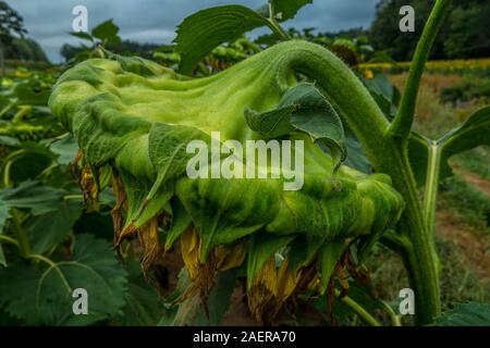 Eine fertige blühenden Sonnenblumen Kopf hängend an einem bewölkten Herbstnachmittag mit anderen Pflanzen im Hintergrund bereit zu ernten. Stockfoto