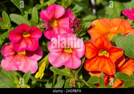 Nahaufnahme von Orange und Rosa Calibrachoa Blumen Stockfoto