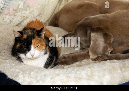 Alte Glückskatze und eine alte weimaraner Hund ein Hund Bett, schlafen nebeneinander Stockfoto