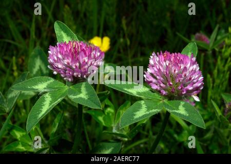 Trifolium pratense (Rotklee) ist heimisch in Europa, Westasien, und Nordwesten Afrikas, hat aber weitgehend eingebürgert in anderen Kontinenten. Stockfoto