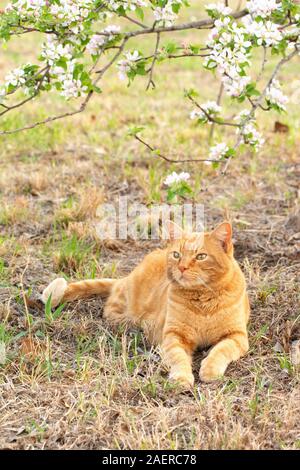 Ginger tabby Katze unter einem blühenden Apfelbaum im Frühjahr, bis zu den Blumen suchen Stockfoto