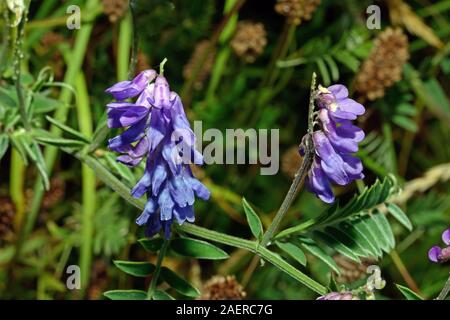 Vicia cracca (vogelwicke) ist die in Europa und Asien, wo es häufig in Hecken und Gräben Abfälle Orte klettert. Stockfoto