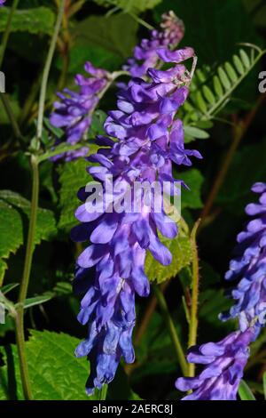 Vicia cracca (vogelwicke) ist die in Europa und Asien, wo es häufig in Hecken und Gräben Abfälle Orte klettert. Stockfoto