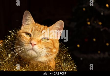 Schöne festliche Ginger tabby Katze tragen goldenen Lametta um den Hals, mit einem Weihnachtsbaum auf dem Hintergrund Stockfoto