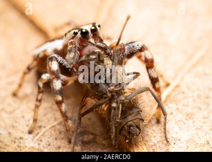 Männliche Pelegrina proterva, gemeinsame White-Cheeked jumping Spider verschlingende eine Fliege so groß, wie er ist Stockfoto