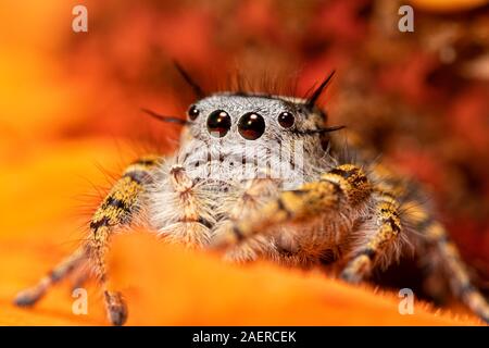 Schönen weiblichen High Eyelashed Jumping Spider, Phidippus mystaceus, spähen aus einem orange Zinnia Blume Stockfoto