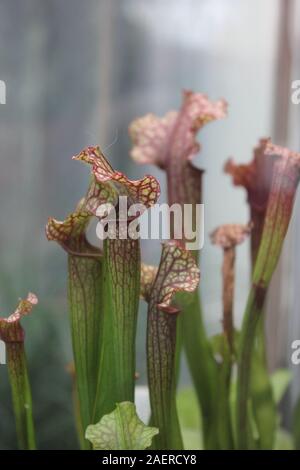 Atemberaubende fleischfressende Kannenpflanze, Sarracenia, natürliche Insektenfalle Stockfoto