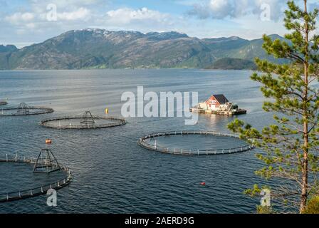 Schwimmende Käfige in den Fjord an einen Lachs Fisch Farm, Hardangerfjord nördlich von Eidfjord, Hordaland County, Norwegen Stockfoto
