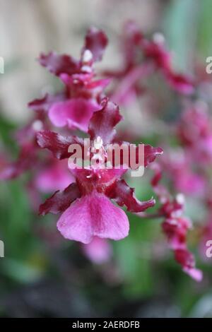 Ungewöhnliche rosa Orchideen wachsen in eine lebendige Blume Garten Stockfoto