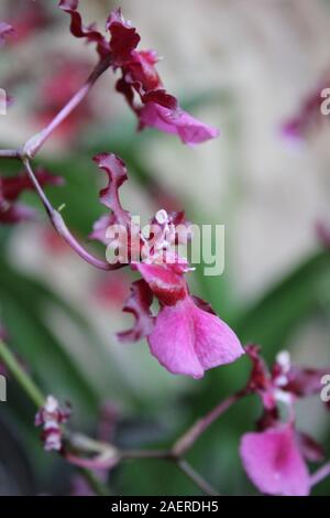 Ungewöhnliche rosa Orchideen wachsen in eine lebendige Blume Garten Stockfoto