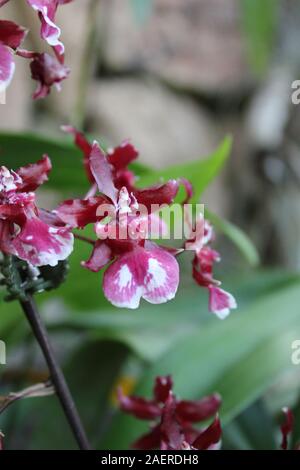 Ungewöhnliche rosa Orchideen wachsen in eine lebendige Blume Garten Stockfoto