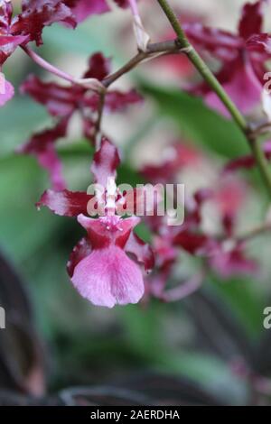 Ungewöhnliche rosa Orchideen wachsen in eine lebendige Blume Garten Stockfoto