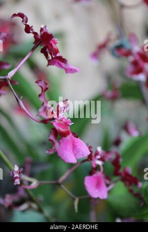 Ungewöhnliche rosa Orchideen wachsen in eine lebendige Blume Garten Stockfoto