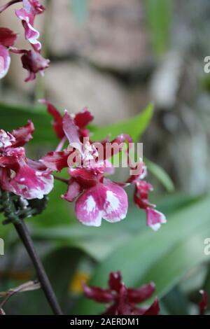 Ungewöhnliche rosa Orchideen wachsen in eine lebendige Blume Garten Stockfoto