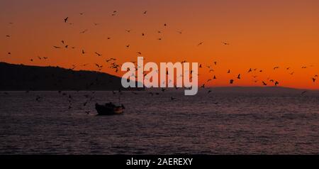 Herde von Seevögeln um Fischerboot in Lyme Bay, Devon in der Morgendämmerung Stockfoto