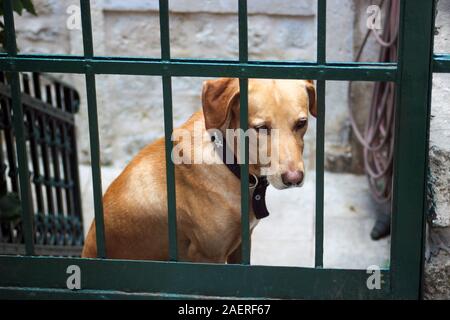 Traurig aussehenden Hund hinter Tor Stockfoto