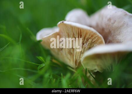 Fliegenpilze oder Pilze Lamellen im Gras IV Stockfoto