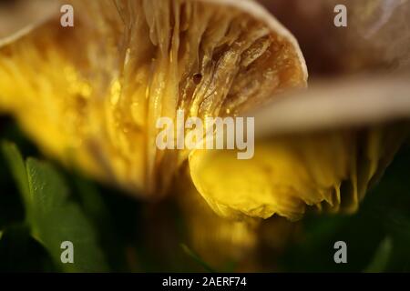 Fliegenpilze oder Pilze Lamellen im Gras II. Stockfoto